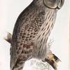 Great Cinereous Owl