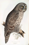 Great Cinereous Owl