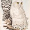 Snowy Owl