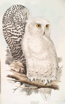 Snowy Owl