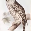 Ural Owl