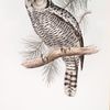 Hawk Owl