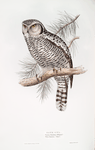 Hawk Owl