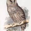 Barred Owl