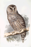 Barred Owl