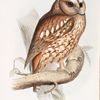 Tawny or Wood Owl