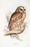 Tawny or Wood Owl