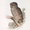 Little Owl