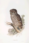 Little Owl