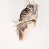 Sparrow Owl