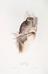Sparrow Owl