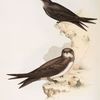 Swift; White-bellied Swift 