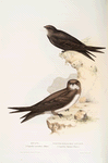 Swift; White-bellied Swift 