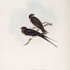 Chimney Swallow 