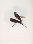 Chimney Swallow 