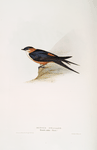 Rufous Swallow 