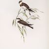 Sand Martin 