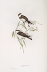 Sand Martin 