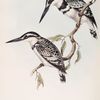 Black and White Kingfisher 