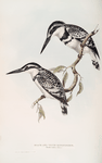 Black and White Kingfisher 