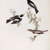 Pied Flycatcher; White-collared Flycatcher 