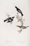 Pied Flycatcher; White-collared Flycatcher 