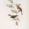 Red-breasted Flycatcher 
