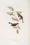 Red-breasted Flycatcher 