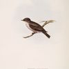 Spotted Flycatcher 