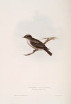 Spotted Flycatcher 