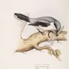 Great Shrike 