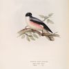 Lesser Grey Shrike 
