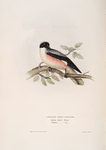 Lesser Grey Shrike 