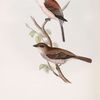 Red-backed Shrike 