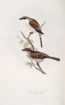 Red-backed Shrike 