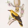 Golden Oriole 