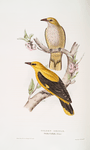 Golden Oriole 