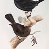 Black Ouzel, or Blackbird 