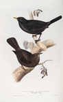 Black Ouzel, or Blackbird 