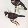 Ring Ouzel 