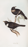 Ring Ouzel 