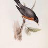 Migratory Ouzel 