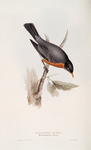 Migratory Ouzel 
