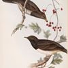 Black-throated Thrush 