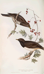 Black-throated Thrush 