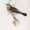 Fieldfare 