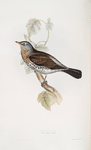 Fieldfare 
