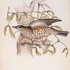 Missel Thrush 