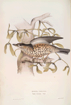 Missel Thrush 