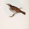 Naumann's Thrush 